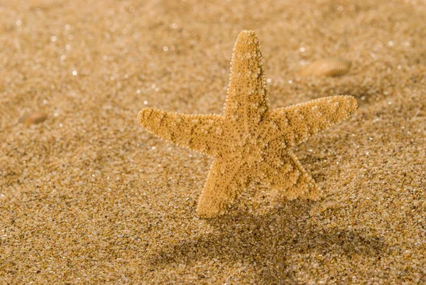 Scoici de mare cu nisip ca fundal — Fotografie, imagine de stoc