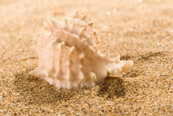 Sea shells with sand as background — Stock Photo, Image