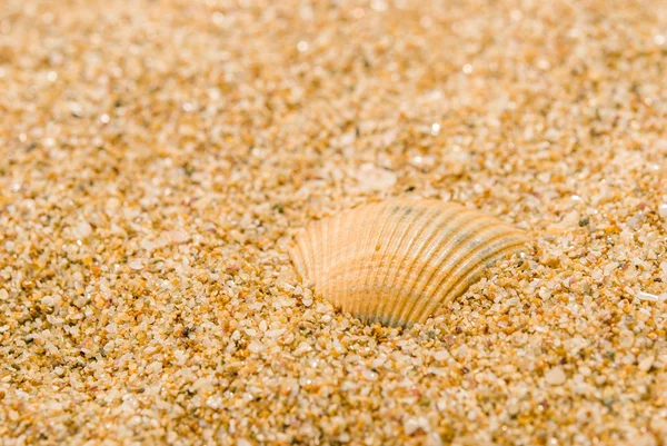 Sea shells with sand as background — Stock Photo, Image