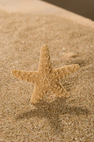 Sea shells with sand as background — Stock Photo, Image