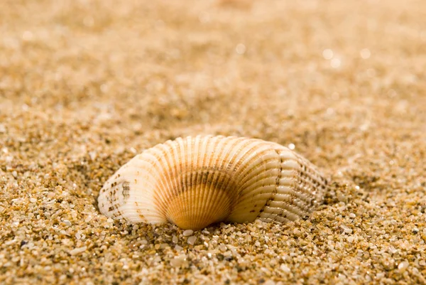 Sea shells with sand as background — Stock Photo, Image