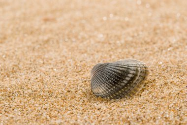 Arka planda kum olan deniz kabukları