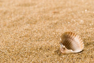 Arka planda kum olan deniz kabukları