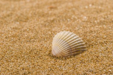 Arka planda kum olan deniz kabukları