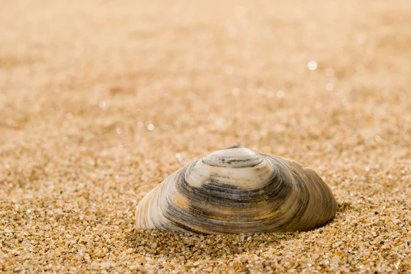 Sea shells with sand as background — Stock Photo, Image