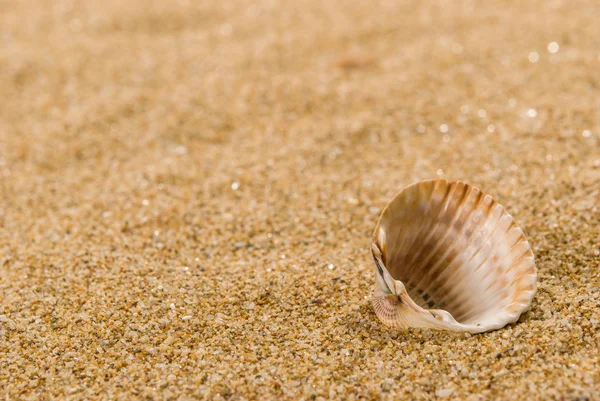 Sea shells with sand as background — Stock Photo, Image