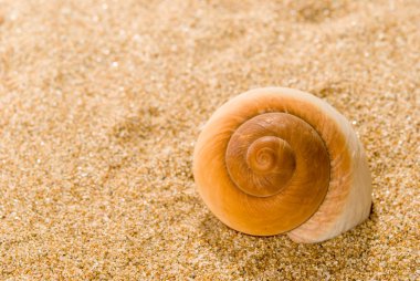 Arka planda kum olan deniz kabukları