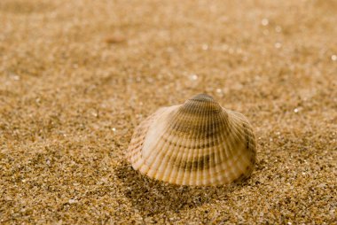 Arka planda kum olan deniz kabukları
