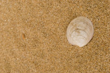 Arka planda kum olan deniz kabukları
