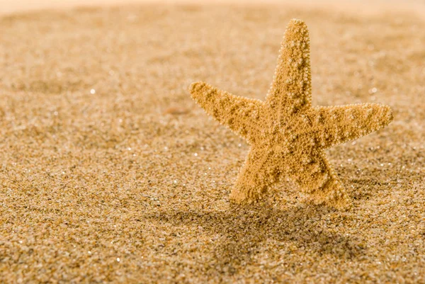 Sea shells with sand as background — Stock Photo, Image