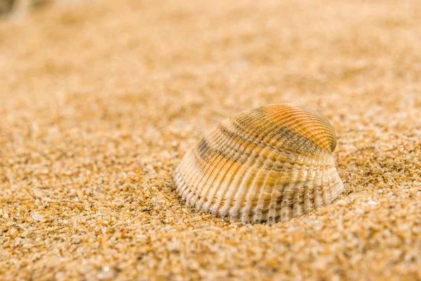 Sea shells with sand as background — Stock Photo, Image