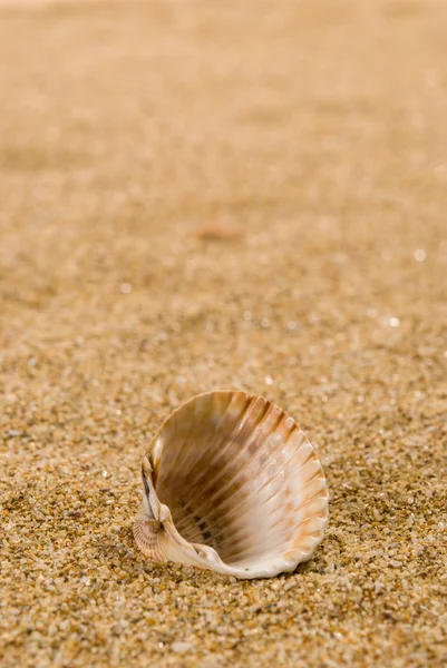 Sea shells with sand as background — Stock Photo, Image