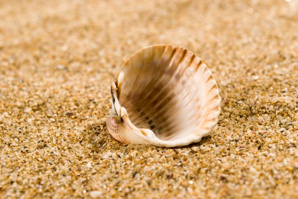 Sea shells with sand as background — Stock Photo, Image