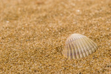 Arka planda kum olan deniz kabukları