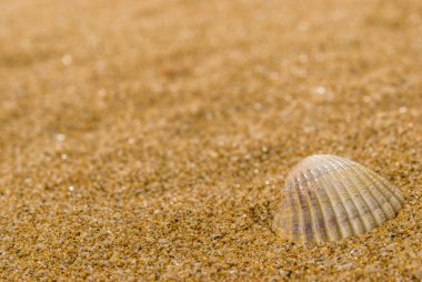 Arka planda kum olan deniz kabukları