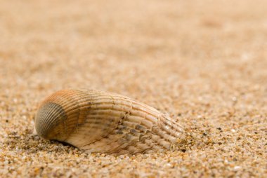 Arka planda kum olan deniz kabukları