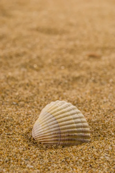 Sea shells with sand as background — Stock Photo, Image