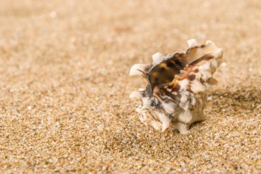Arka planda kum olan deniz kabukları