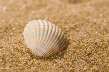 Arka planda kum olan deniz kabukları
