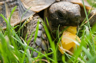 Kaplumbağa yeşil ot yiyor