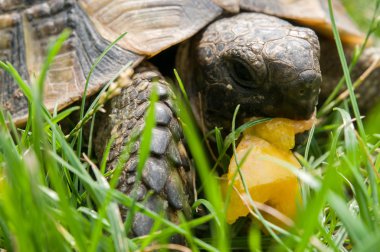Kaplumbağa yeşil ot yiyor
