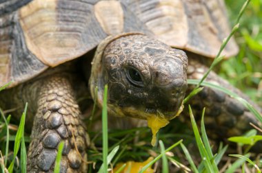 Kaplumbağa yeşil ot yiyor