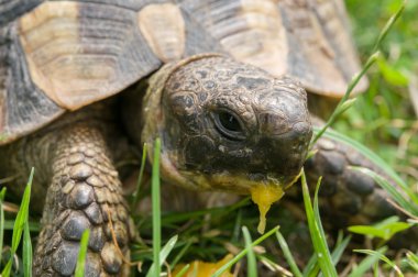 Kaplumbağa yeşil ot yiyor