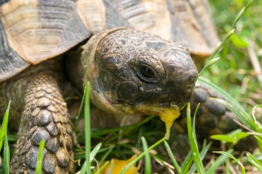 Kaplumbağa yeşil ot yiyor