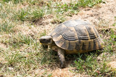 Kaplumbağa yeşil ot yiyor