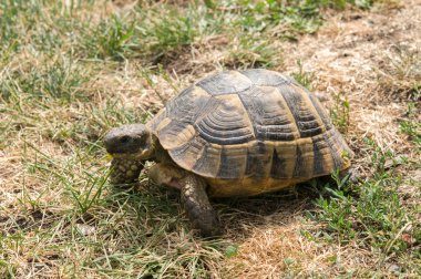 Kaplumbağa yeşil ot yiyor