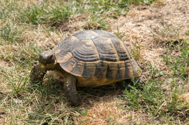 Kaplumbağa yeşil ot yiyor