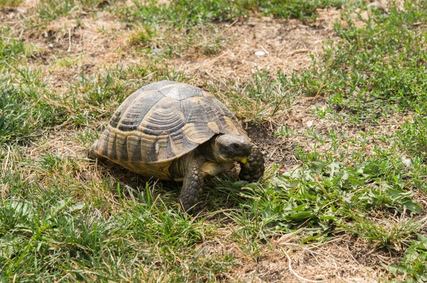 Kaplumbağa yeşil ot yiyor