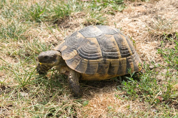 Kaplumbağa yeşil ot yiyor