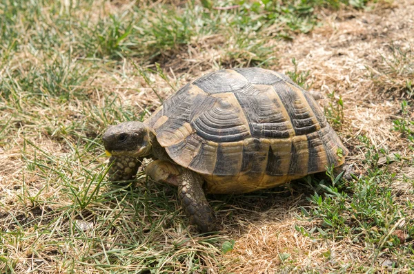 Kaplumbağa yeşil ot yiyor