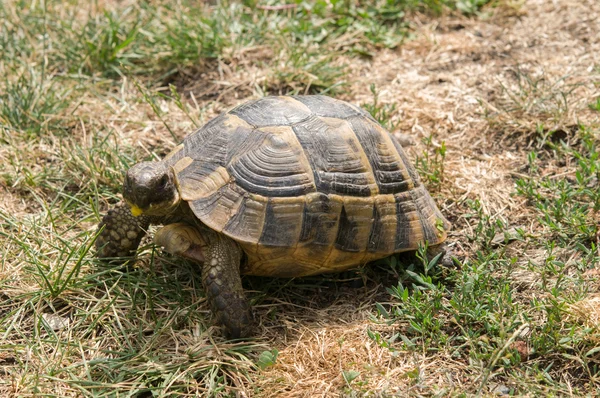 Kaplumbağa yeşil ot yiyor