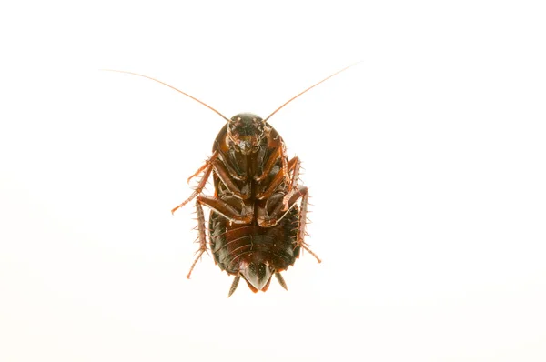 Cucaracha — Foto de Stock