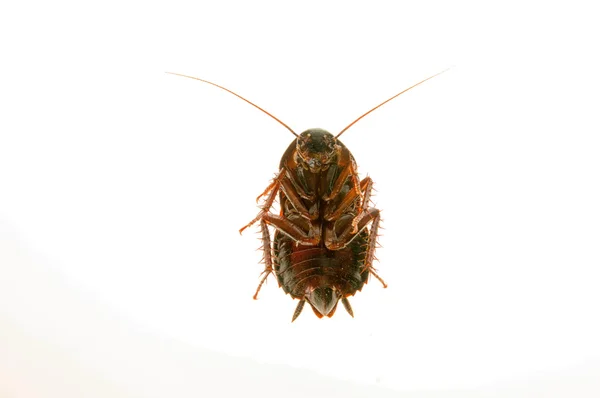 Cucaracha — Foto de Stock