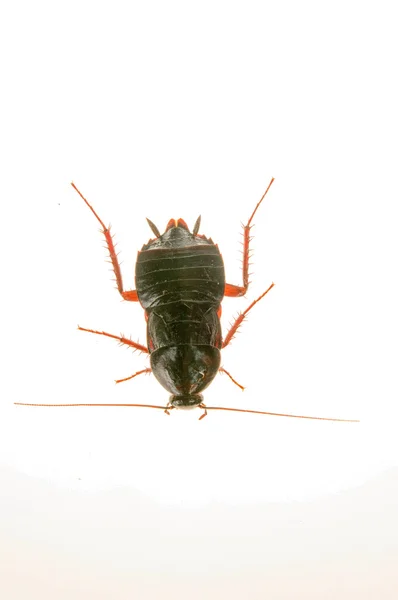 Cucaracha — Foto de Stock