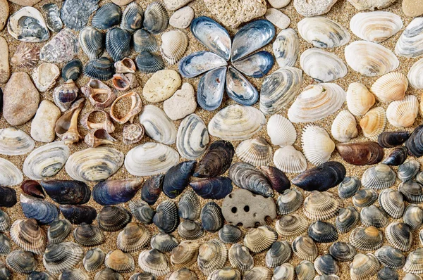 Deniz kabuklarını kapatın.