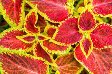 Coleus veya ısırgan boyalı arka plan.  