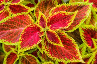 Coleus veya ısırgan boyalı arka plan.  