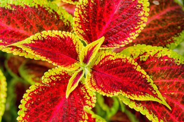 Coleus veya ısırgan boyalı arka plan.  