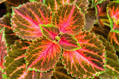 Coleus veya ısırgan boyalı arka plan.  