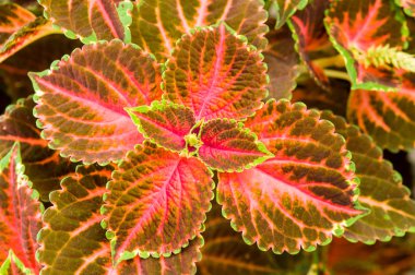 Coleus veya ısırgan boyalı arka plan.  