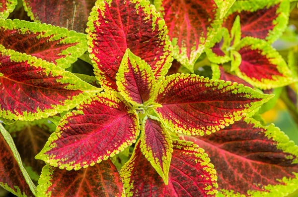 Coleus veya ısırgan boyalı arka plan.  