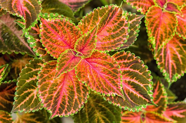 Coleus veya ısırgan boyalı arka plan.  
