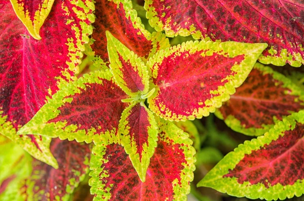 Coleus veya ısırgan boyalı arka plan.  