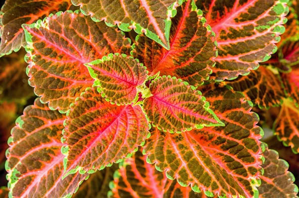 Coleus of geschilderd Nettle achtergrond. — Stockfoto