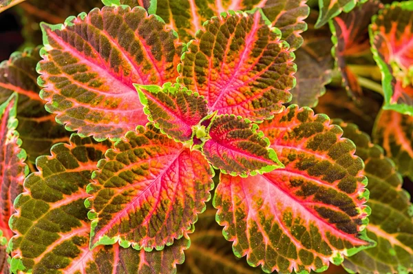 Coleus veya ısırgan boyalı arka plan.  
