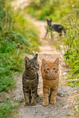 Kedi sokakta oturuyor.